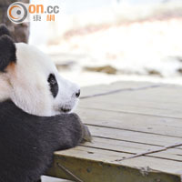 媽媽菊笑<br>大熊貓「菊笑」於上月二十九日在廣州誕下三胞胎。