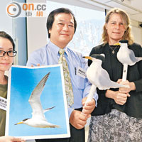香港觀鳥會與國際鳥盟合作，統計中華鳳頭燕鷗數目。