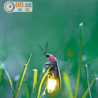 螢火蟲對光十分敏感，過多燈光會干擾繁殖，或會令牠們離開棲息地。（資料圖片）