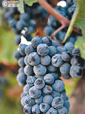 葡萄含有「多酚」，或有助紓緩關節炎痛症。