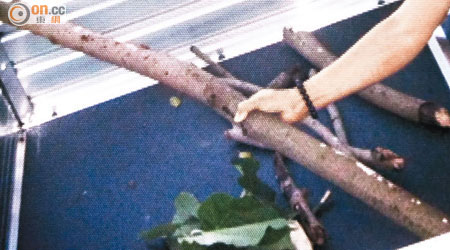 擊傷女童的印度橡樹枯枝約七公分直徑。（讀者提供）