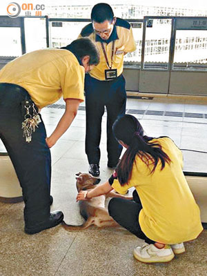 柴灣站三名港鐵職員包圍「服侍」一頭唐狗。 （網民Levi HK攝）