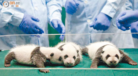 由大熊貓「菊笑」誕下的大熊貓三胞胎前日滿月。