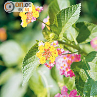 馬纓丹是蝴蝶喜歡流連的植物之一，被蝴蝶採蜜後，黃色花瓣變成粉紅色。