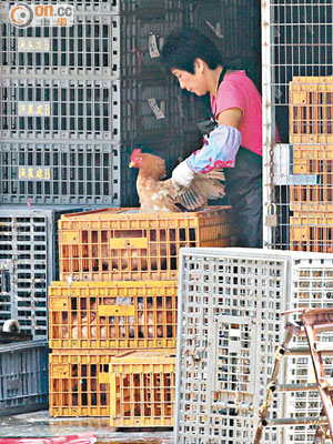 首批六千八百隻內地活雞昨抵港，趕及中秋前周末應市。（黃永俊攝）