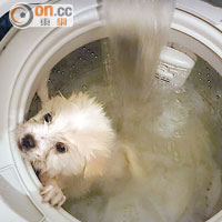 小狗被放進洗衣機，水開始注入滾筒。