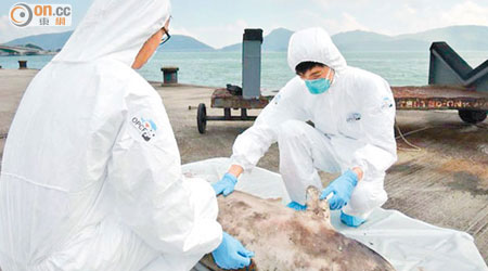 專家即場剖驗江豚的屍體。（海洋公園提供）