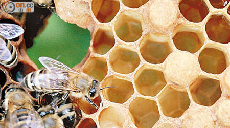 瑞典科學家在野生蜂蜜內發現十三種乳酸菌，有助抑制多種超級惡菌。