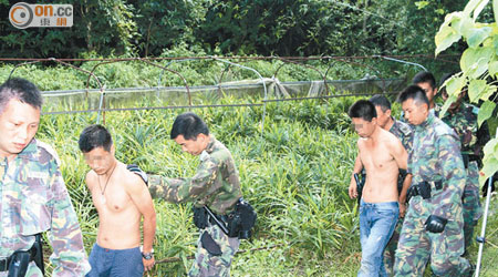警方昨午於粉嶺鶴藪拘捕兩名持雙程證涉嫌砍伐沉香樹的內地男子。（李子輝攝）