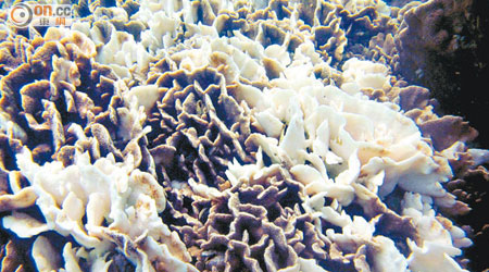 團體發現橋咀附近較粗生的十字牡丹珊瑚出現嚴重白化現象。（受訪者提供）