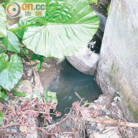 排油污<br>尤宅的污水渠被厚厚的豬油渣堵塞，導致常水浸。（朱先儒攝）