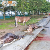去年<br>去年六月，八頭黃牛在長沙泳灘對出行人路上被撞死。