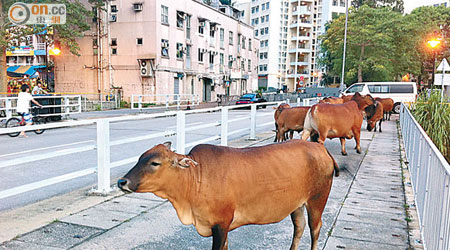 有梅窩居民不滿黃牛不時出現在行人路上，造成滋擾。