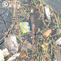 梧桐河每有放生活動後，水面即出現大批死魚，夾雜垃圾漂浮。