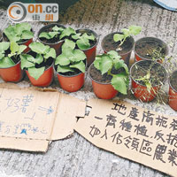 有人擺放一批盆栽，聲言要成立佔領區「農業生產小組」。