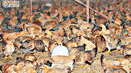 H7N9禽流感在冬季有捲土重來之勢。