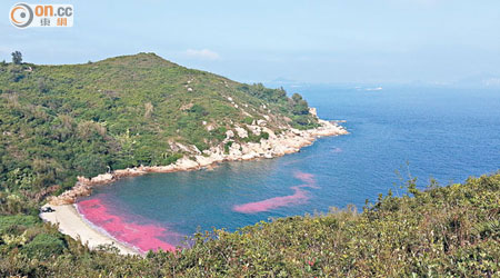 東灣仔泳灘岸邊有大片粉紅色飄浮物。(劉子文攝)