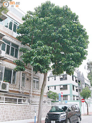 位於九龍塘海棠路一棵石栗在七年前倒塌後再重新種上，樹冠已生長至住宅窗戶。