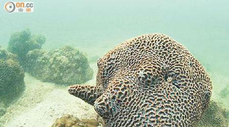 潛水員在牛尾洲拍攝到扁腦珊瑚，是香港最具代表性的珊瑚品種。