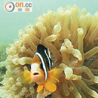 在橋咀洲拍攝到的小丑魚和海葵，構成一幅生動的圖片。