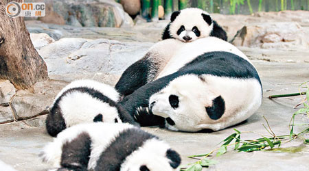 熊貓三胞胎團圓共處，創造熊貓媽媽帶養三子的首例。