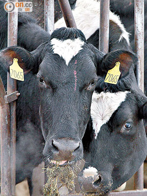 進食帶瘋牛症的牛肉，有機會感染克雅二氏症。
