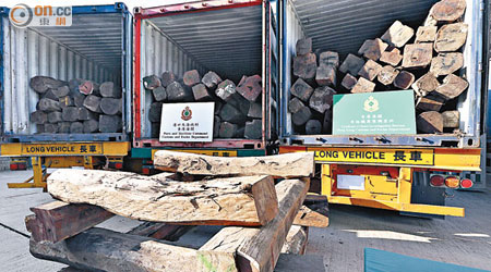 海關破獲近十年來最大宗走私木材，檢獲總值約三百萬元「伯利茲黃檀」。（梁鵬威攝）