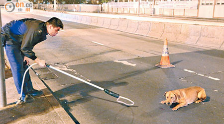 警員封鎖馬路，方便愛協人員拯救被撞傷的唐狗。（梁國雄攝）