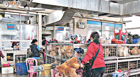 傳染病專家提醒市民赴內地不要接觸家禽。