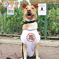 寶雲道毒狗案轟動一時，愛護動物協會曾出動可愛狗狗提醒市民提防狗殺手。