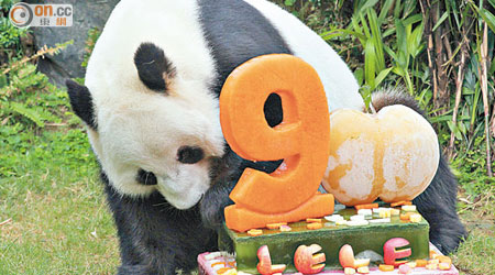 現年九歲的盈盈或接受內地的大熊貓精子幫助受孕。（資料圖片）