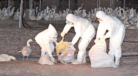 嘉義<br>嘉義縣有人員到出事鵝場處理鵝屍。（互聯網圖片）