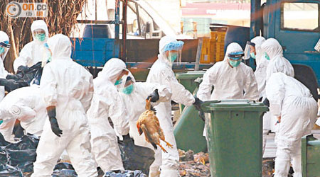 禽流感威脅揮之不去，每次爆發均要花公帑殺雞及賠償。