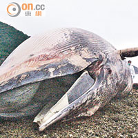 部分港現鯨蹤個案<br>2014年<br>去年初曾有巨鯨在大埔船灣淡水湖東北紅石門擱淺。