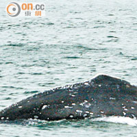 2009年<br>○九年曾有座頭鯨在鯉魚門一帶出沒。