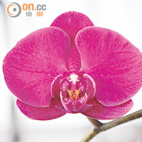 從台灣引入的新品種蝴蝶蘭「火鳳凰」，每盆售價約百多元。