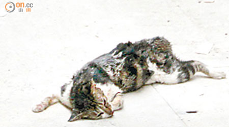 被發現伏屍旺角後巷的流浪貓身上有被踩過的痕迹。（曾志恒攝）