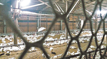 桃園大園區一養雞場日前有上千隻白肉雞死亡。（互聯網圖片）