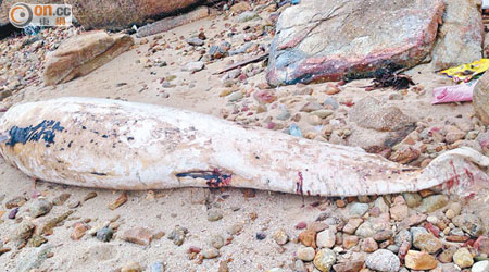 昨日愉景灣再發現有鯨魚擱淺。