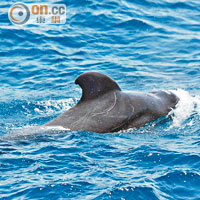 本月中，有市民目睹疑是短肢領航鯨出沒於維港海域。