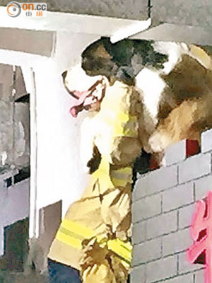 消防攀鋼梯到招牌頂救狗。（讀者提供）