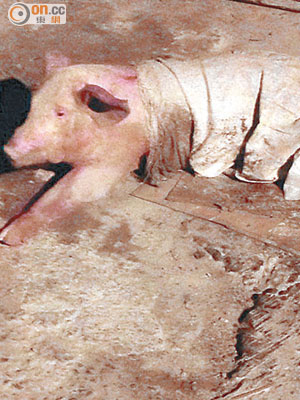 在垃圾站發現的病豬證實死於口蹄病。（潘小姐提供）