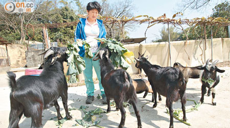 本港碩果僅存的「牧羊大媽」琴姐分享多年來的牧羊心得。