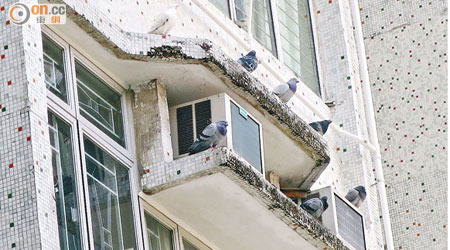 野鴿聯群結隊站在屋簷，低層住戶最受滋擾。
