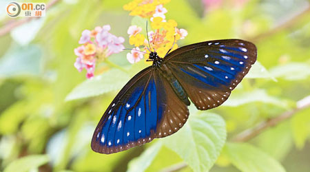 藍點紫斑蝶