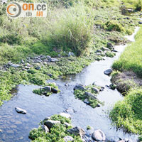 大埔林村河改善工程完成後，生態環境得以恢復。（潘思維攝）