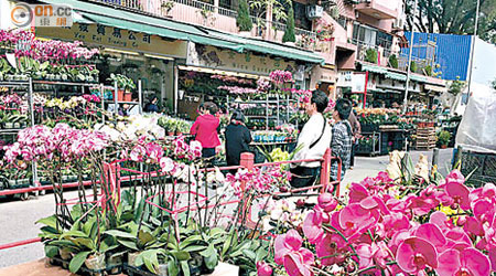 旺角花墟在農曆新年期間變身「年花展銷場」，塞滿行人路及馬路。