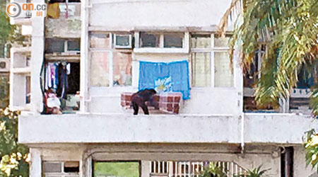 藍田興田邨有住戶從單位窗戶爬出平台晾曬被單，極為「牙煙」。