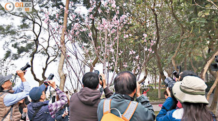不少市民前來拍攝櫻花綻放的美態。（黃永俊攝）