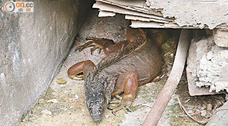 綠鬣蜥藏匿在排水渠，頭部伸出渠口。（吳家豪攝）